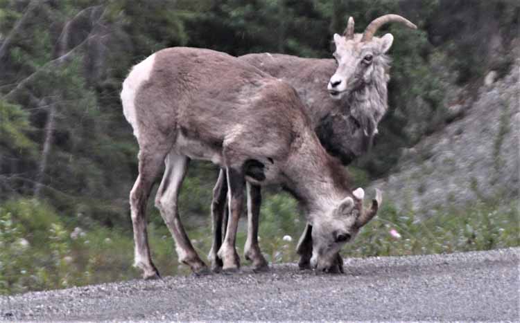 big horn sheep